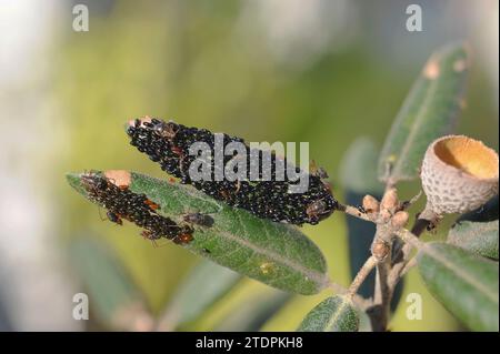 Pucerons (Lachnus roboris), adultes et œufs sur une feuille de chêne à feuilles persistantes. Cette photo a été prise à Sant Miquel del FAI, province de Barcelone, Catalogne, SP Banque D'Images