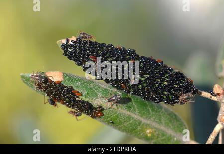 Pucerons (Lachnus roboris), adultes et œufs sur une feuille de chêne à feuilles persistantes. Cette photo a été prise à Sant Miquel del FAI, province de Barcelone, Catalogne, SP Banque D'Images