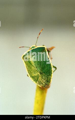 Insecte vert du Sud ou insecte vert du Sud (Nezara viridula). Banque D'Images