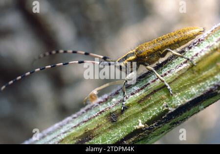 Le longicorne gris à fleurs dorées (Agapanthia vilosoviridescens) est un longicorne originaire d'Europe et du proche-Orient. Banque D'Images