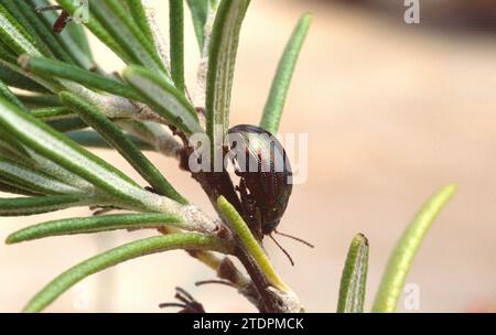 Le coléoptère à feuilles arc-en-ciel (Chrysolina cerealis) est un petit coléoptère originaire d'Eurasie. Banque D'Images