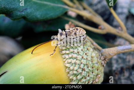 Le charançon de l'Acorn (curculio glandium) est un petit coléoptère qui se nourrit d'acornes. Banque D'Images