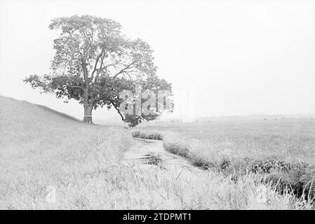 Paysage avec prairies, vaches et arbres, Whizgle News du passé, adapté pour l'avenir. Explorez les récits historiques, l'image de l'agence néerlandaise avec une perspective moderne, comblant le fossé entre les événements d'hier et les perspectives de demain. Un voyage intemporel façonnant les histoires qui façonnent notre avenir Banque D'Images