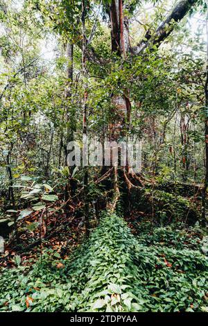 Tronc d'un arbre géant de la forêt tropicale à la canopée, Bornéo Banque D'Images