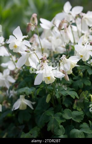 Aquilegia floraison dans un cottage anglais jardin. Ancolie. Banque D'Images