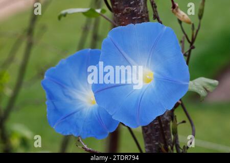 Ipoemea tricolore 'Heavenly Blue'. Fleur de gloire matinale. Banque D'Images