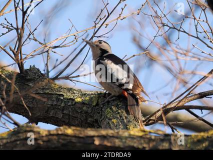 Pic syriaque, Blutspecht, pic syriaque, Dendrocopos syriacus, balkáni fakopáncs, Budapest, Hongrie, Magyarország, Europe Banque D'Images