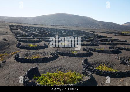 Vignes sur sol volcanique noir dans les vignobles de la Geria aginast ciel bleu sans nuages. Lanzarote, Îles Canaries, Espagne. Banque D'Images