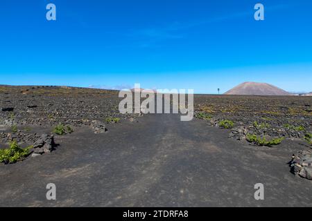 Vignes sur sol volcanique noir dans les vignobles de la Geria aginast ciel bleu sans nuages. Lanzarote, Îles Canaries, Espagne. Banque D'Images