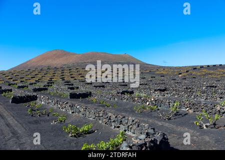 Vignes sur sol volcanique noir dans les vignobles de la Geria aginast ciel bleu sans nuages. Lanzarote, Îles Canaries, Espagne. Banque D'Images