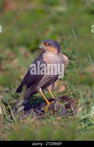 Sparrow Hawk Accipiter nisus avec femelle blackbird tuer Banque D'Images