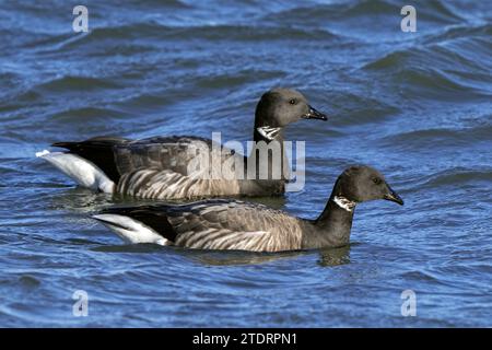 Deux oies brantes / oies brent (Branta bernicla) nageant le long de la côte de la mer du Nord en hiver Banque D'Images