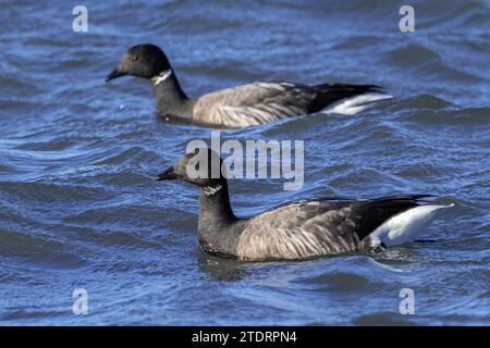 Deux oies brantes / oies brent (Branta bernicla) nageant le long de la côte de la mer du Nord en hiver Banque D'Images