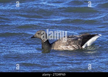 Bernache de Brant / Bernache de brent (Branta bernicla) nageant le long de la côte de la mer du Nord en hiver Banque D'Images