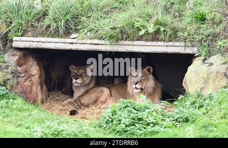 lion et lionne à l'affût tout en s'abritant à l'abri Banque D'Images