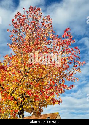 Acer palmatum ou érable avec des feuilles d'automne jaunes et rouges. Banque D'Images