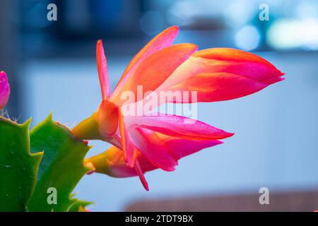Macro plan d'une fleur rouge à violette d'un cactus de Noël (Schlumbergera). Banque D'Images