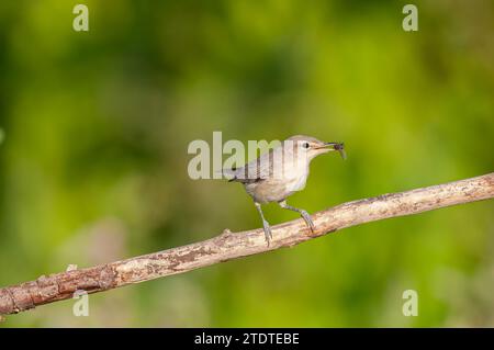 Paruline olivacique orientale, Iduna pallida, recherche de nourriture parmi les plantes des zones humides. Banque D'Images