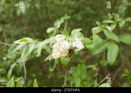 Les fleurs blanches de bois de chien font confiance dans le jardin. L'été et le printemps. Banque D'Images