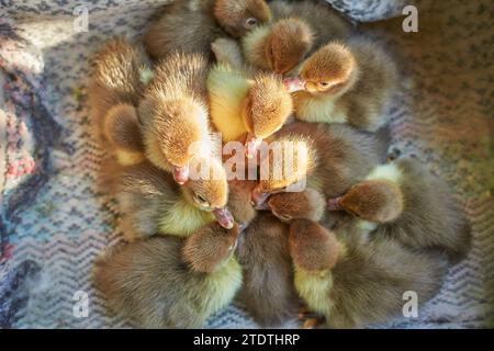 Foule de gaines nouveau-nés dans la boîte, vue de dessus. Un marché local vend des petits poulets et des poulets de chair pour nouveau-nés dans une boîte en carton. Concept pour une entreprise agricole Banque D'Images