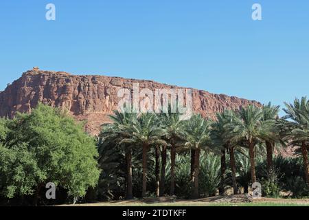 Palmiers dattiers à l'oasis d'Alula en Arabie Saoudite Banque D'Images