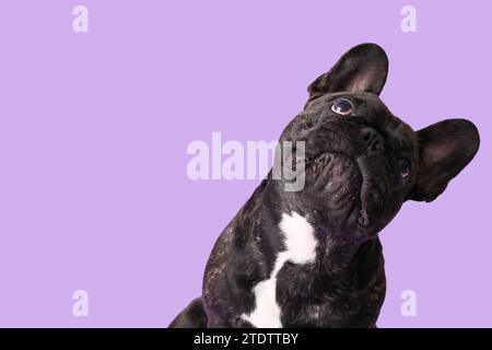 Mignon bulldog français sur fond lilas Banque D'Images