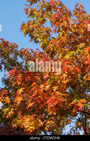 Angleterre, West Sussex, Midhurst, feuilles d'automne Banque D'Images