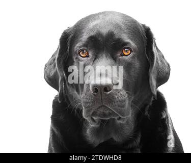 Portrait rapproché d'un chien adulte noir. Isolat de Labrador retriever. Banque D'Images