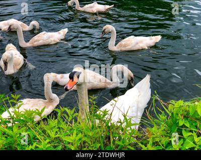 Cette scène tranquille capture une multitude de cygnes glissant gracieusement sur l'eau. Les oiseaux élégants, avec leur long cou et leur plumage blanc, incarnent la sérénité. Le contraste entre les plumes blanches du cygne mature et les cygnets gris en duvet ajoute une dynamique tendre au groupe, tandis que la verdure luxuriante au bord de l'eau encadre ce rassemblement paisible dans la nature. Banque D'Images