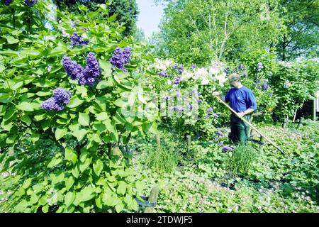 Préparation pour les journées portes ouvertes aux jardins, Haarlem, pays-Bas, 09-05-2000, Whizgle News from the Past, taillé sur mesure pour l'avenir. Explorez les récits historiques, l'image de l'agence néerlandaise avec une perspective moderne, comblant le fossé entre les événements d'hier et les perspectives de demain. Un voyage intemporel façonnant les histoires qui façonnent notre avenir Banque D'Images