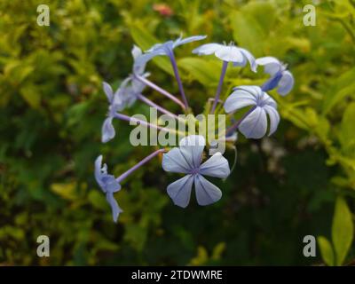 Plumbago auriculata connue au Brésil sous le nom de Bela-emília, cette délicate fleur bleue est originaire d'Afrique du Sud et sa préférence est pour le tropical c Banque D'Images