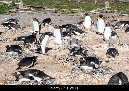 Les pingouins peuvent être vus dans le canal de Beagle. Les charmants pingouins commencent à arriver à Isla Martillo début octobre, lorsque leur cycle de reproduction commence Banque D'Images