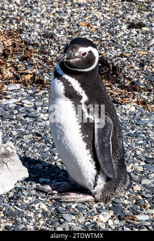 Les pingouins peuvent être vus dans le canal de Beagle. Les charmants pingouins commencent à arriver à Isla Martillo début octobre, lorsque leur cycle de reproduction commence Banque D'Images