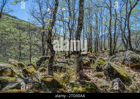 Vue sur une forêt au printemps, dans la réserve naturelle de Garganta de los Infiernos, province de Caceres, Estrémadure, Espagne Banque D'Images