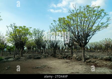 L'atmosphère du continent sur Gili Island, ressemble à des arbres qui ont flétri en raison de la saison sèche Banque D'Images