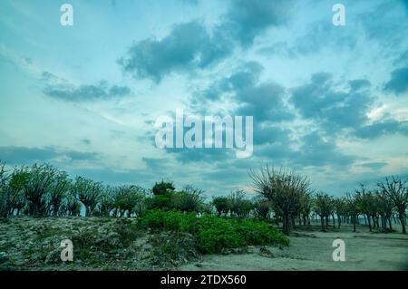 L'atmosphère du continent sur Gili Island, ressemble à des arbres qui ont flétri en raison de la saison sèche Banque D'Images