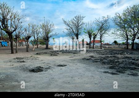 L'atmosphère du continent sur Gili Island, ressemble à des arbres qui ont flétri en raison de la saison sèche Banque D'Images