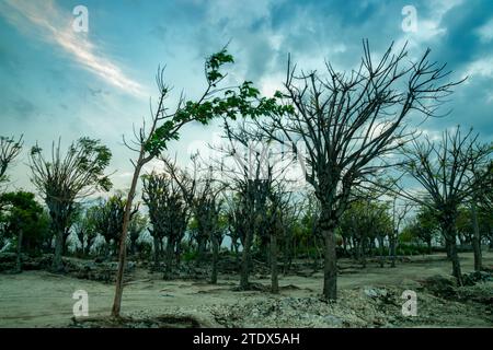 L'atmosphère du continent sur Gili Island, ressemble à des arbres qui ont flétri en raison de la saison sèche Banque D'Images