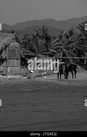 Sérénité équine : les chevaux se promènent gracieusement le long de la plage tropicale, leurs sabots imprimant la toile de sable, encadrés par des palmiers qui se balancent. Banque D'Images