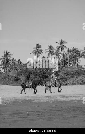 Sérénité équine : les chevaux se promènent gracieusement le long de la plage tropicale, leurs sabots imprimant la toile de sable, encadrés par des palmiers qui se balancent. Banque D'Images