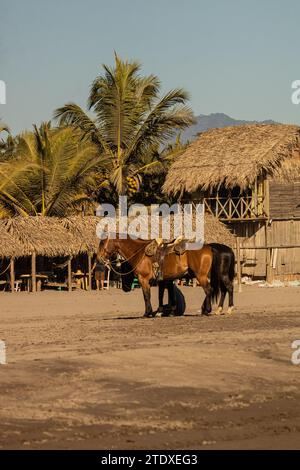 Sérénité équine : les chevaux se promènent gracieusement le long de la plage tropicale, leurs sabots imprimant la toile de sable, encadrés par des palmiers qui se balancent. Banque D'Images