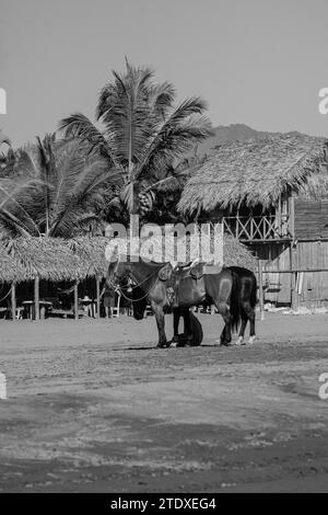 Sérénité équine : les chevaux se promènent gracieusement le long de la plage tropicale, leurs sabots imprimant la toile de sable, encadrés par des palmiers qui se balancent. Banque D'Images