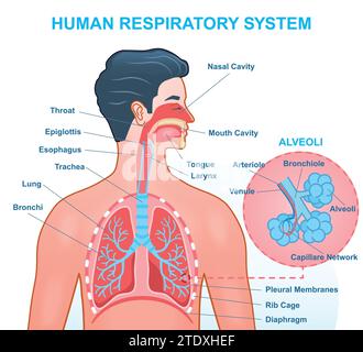 Anatomie du système respiratoire humain Illustration de Vecteur