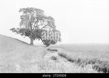 Paysage avec prairies, vaches et arbres, Whizgle News du passé, adapté pour l'avenir. Explorez les récits historiques, l'image de l'agence néerlandaise avec une perspective moderne, comblant le fossé entre les événements d'hier et les perspectives de demain. Un voyage intemporel façonnant les histoires qui façonnent notre avenir. Banque D'Images