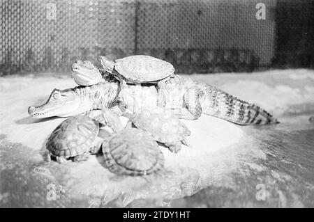 Ferme à Beverwijk, fermes, animaux, Beverwijk, Luxemburglaan, pays-Bas, 22-07-1975, Whizgle News from the Past, taillé pour l'avenir. Explorez les récits historiques, l'image de l'agence néerlandaise avec une perspective moderne, comblant le fossé entre les événements d'hier et les perspectives de demain. Un voyage intemporel façonnant les histoires qui façonnent notre avenir. Banque D'Images