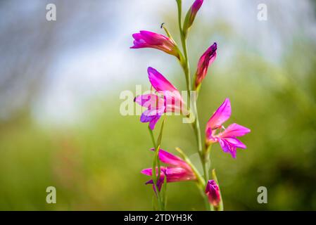 Gladiolus (Gladiolus illyricus) dans un champ près de Montuïri au printemps (Majorque, Îles Baléares, Espagne) ESP : Gladiolo (Gladiolus illyricus) en Majorque Banque D'Images