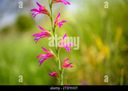 Gladiolus (Gladiolus illyricus) in a field near Montuïri in spring (Mallorca, Balearic Islands, Spain) ESP: Gladiolo (Gladiolus illyricus) en Mallorca Stock Photo