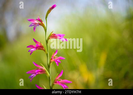 Gladiolus (Gladiolus illyricus) in a field near Montuïri in spring (Mallorca, Balearic Islands, Spain) ESP: Gladiolo (Gladiolus illyricus) en Mallorca Stock Photo