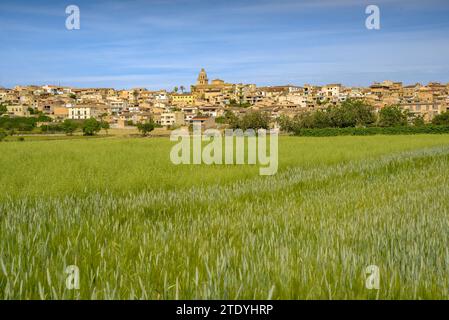 Montuïri village and cultivated fields near the village, green in spring (Mallorca, Balearic Islands, Spain) ESP: Pueblo de Montuïri y campos rurales Stock Photo