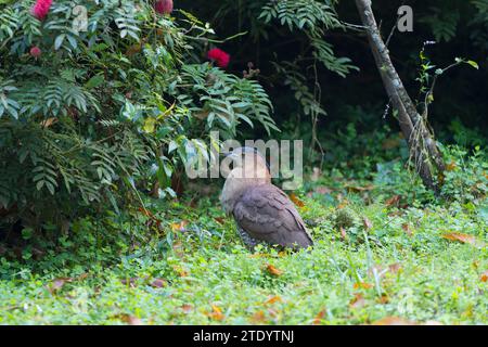 Héron japonais de nuit dans la forêt. Oiseau dans la forêt de Taiwan Banque D'Images